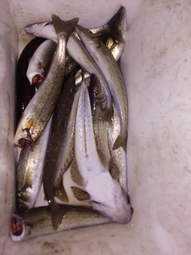 Post image from garyhibble