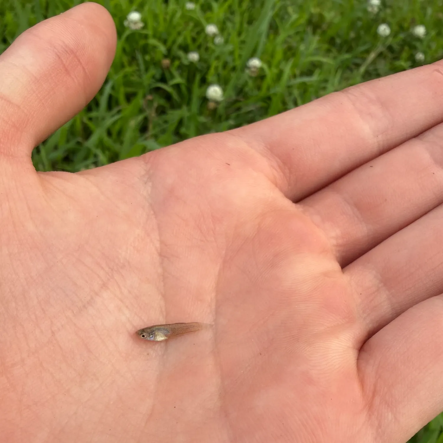 The most recent Western mosquitofish catches on Fishbrain