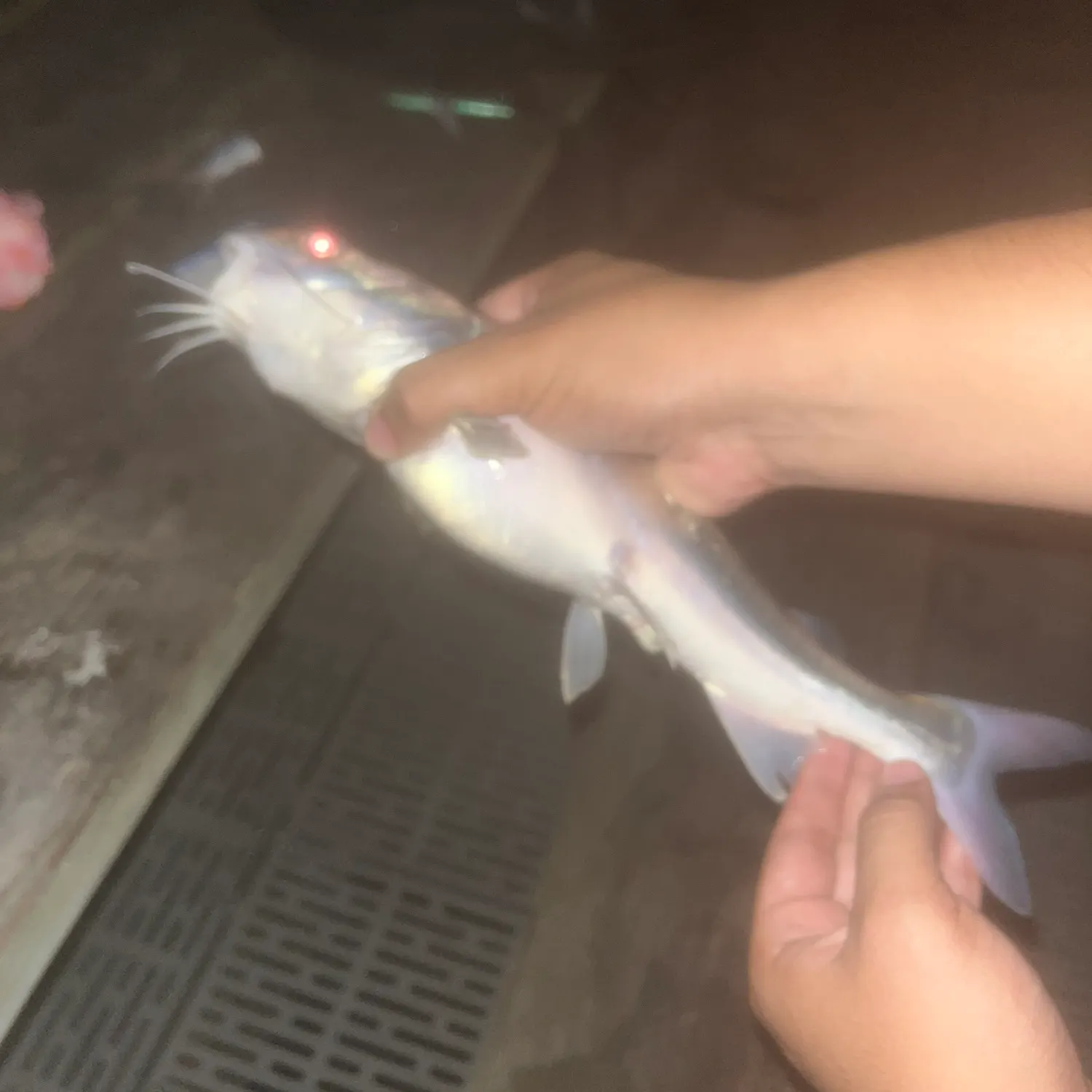 Hardhead sea catfish caught on Fishbrain
