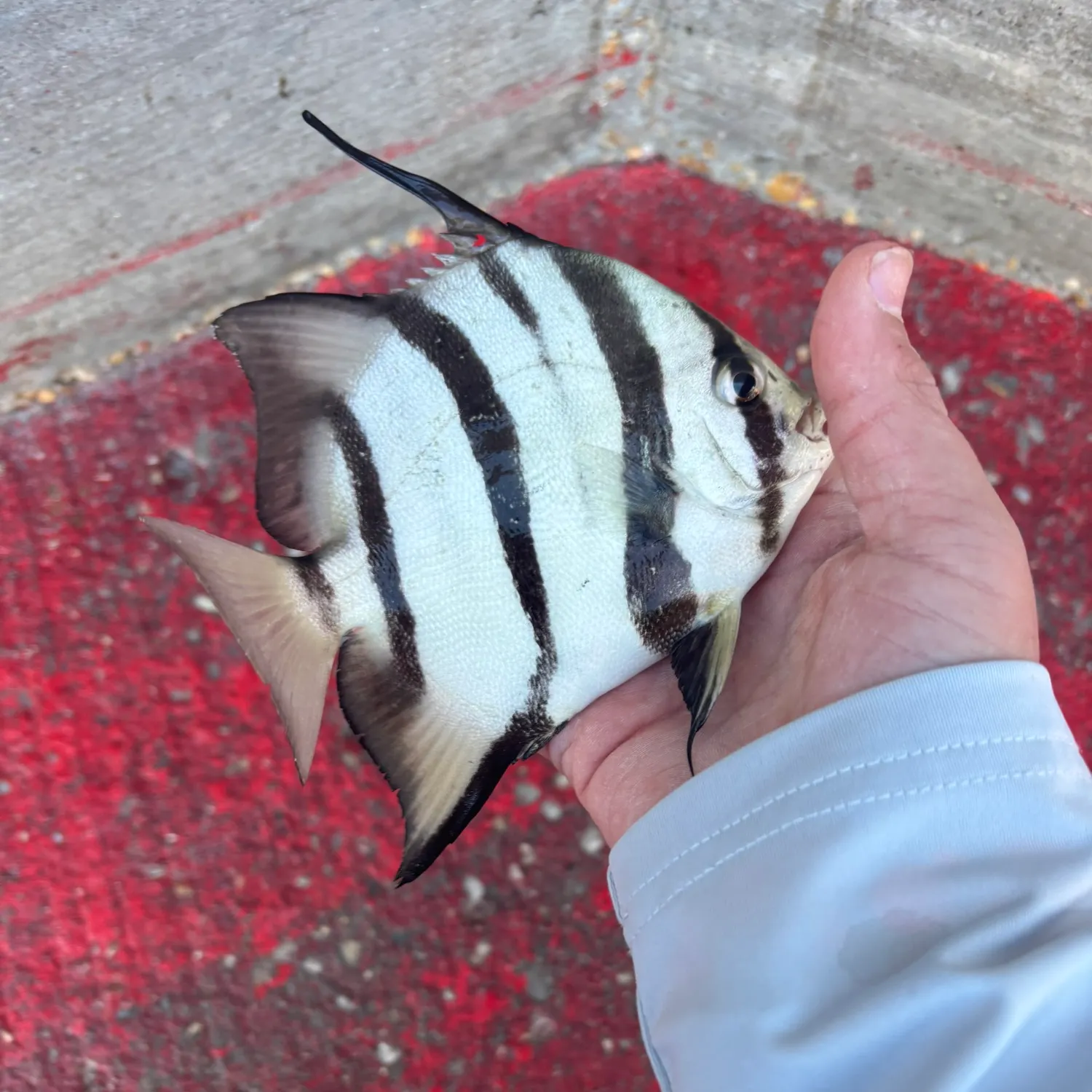 The most recent Atlantic spadefish catches on Fishbrain