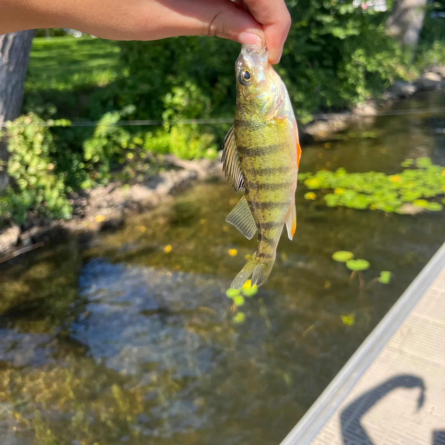 Yellow perch caught on Fishbrain