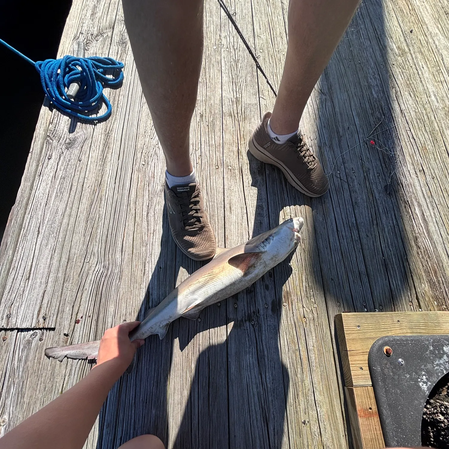 Sandbar shark caught on Fishbrain