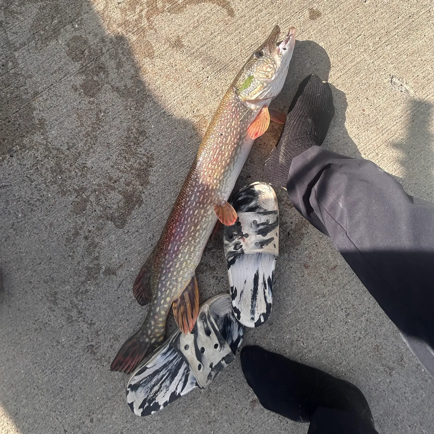 Northern pike caught on Fishbrain