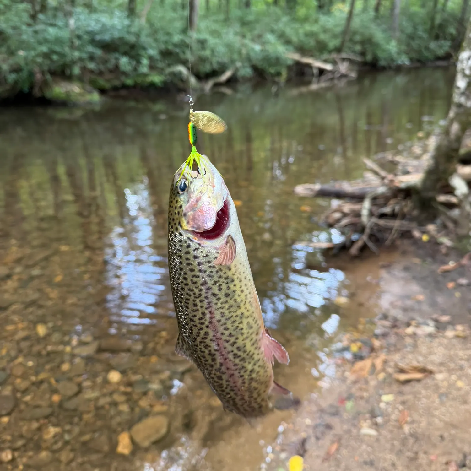 Rainbow trout caught on Fishbrain