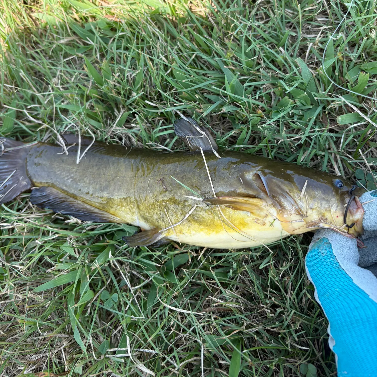 The most recent Yellow bullhead catches on Fishbrain
