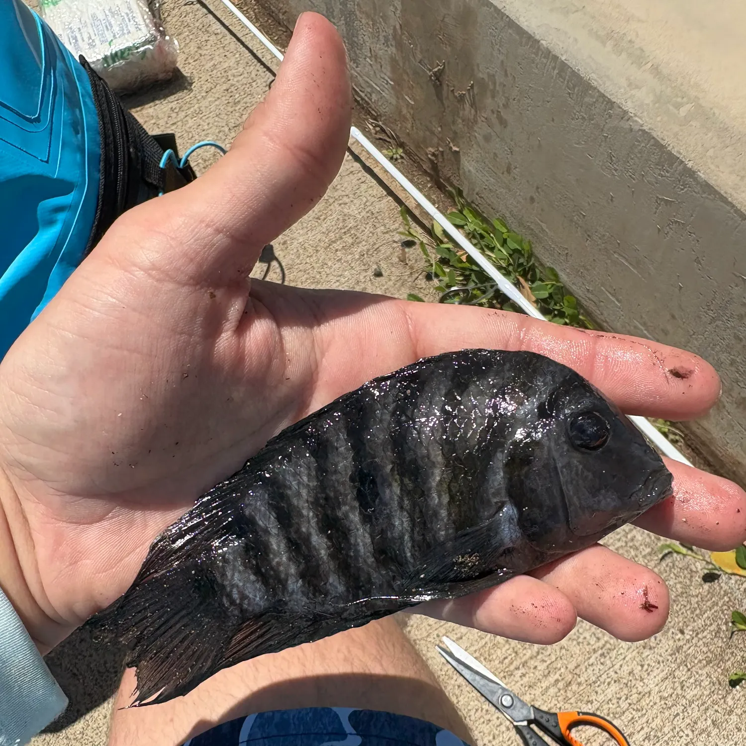 The most recent Convict cichlid catches on Fishbrain