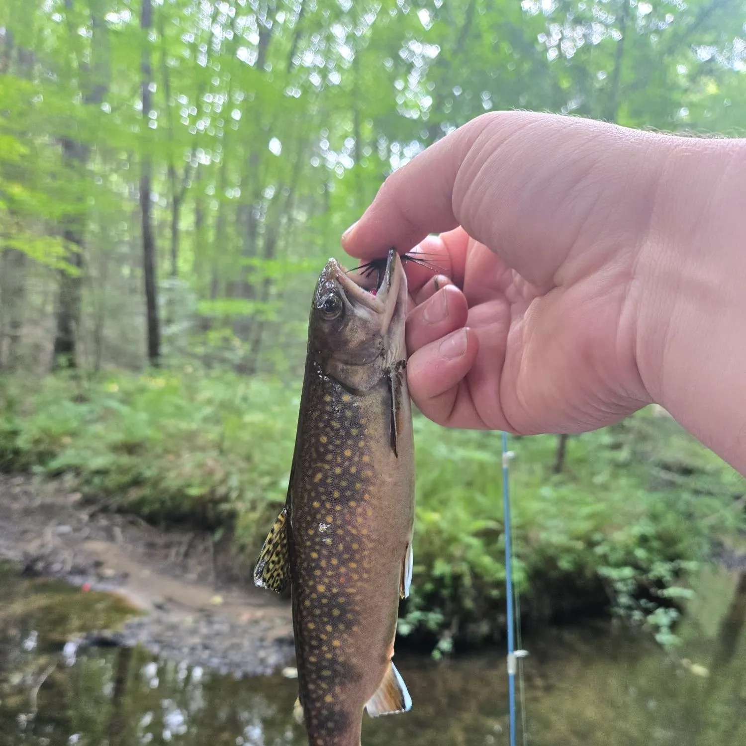 Brook trout caught on Fishbrain
