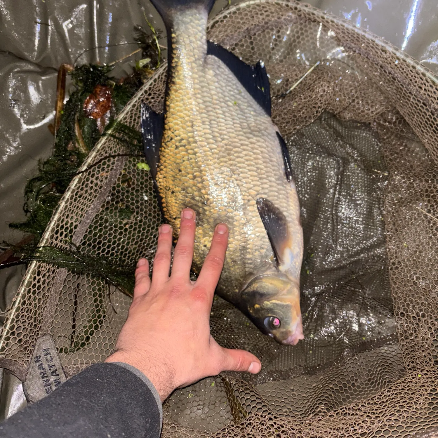 Common bream caught on Fishbrain