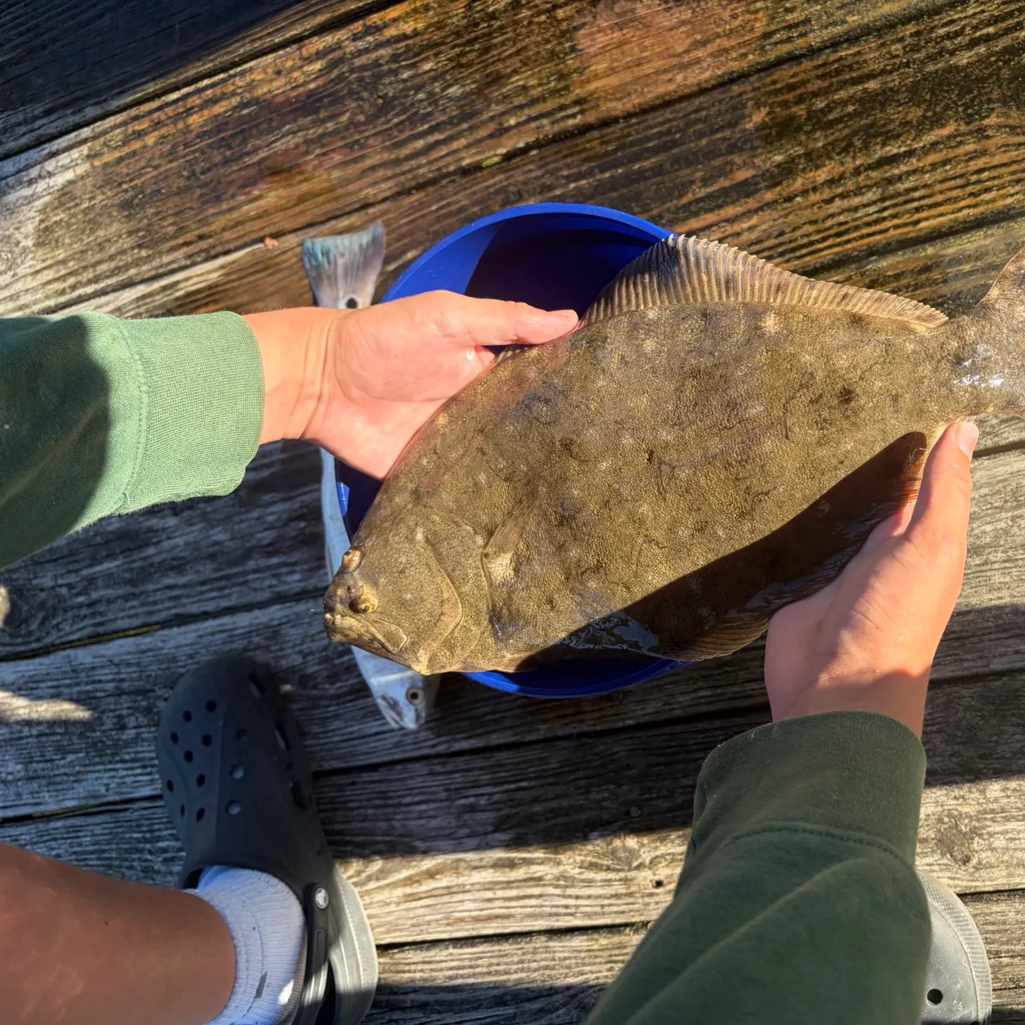 Summer flounder caught on Fishbrain