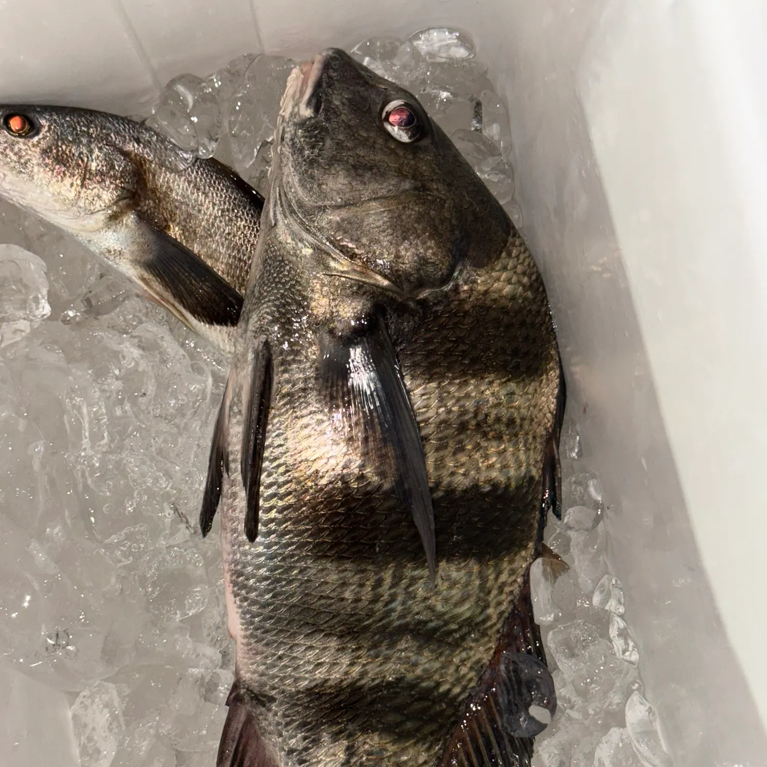 Black drum caught on Fishbrain