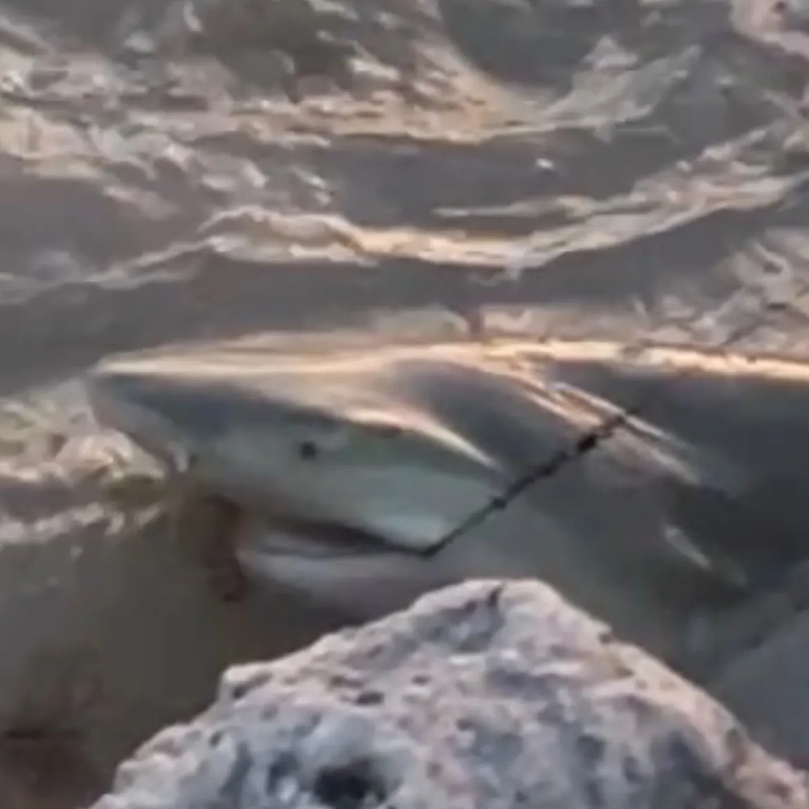 The most recent Caribbean reef shark catches on Fishbrain