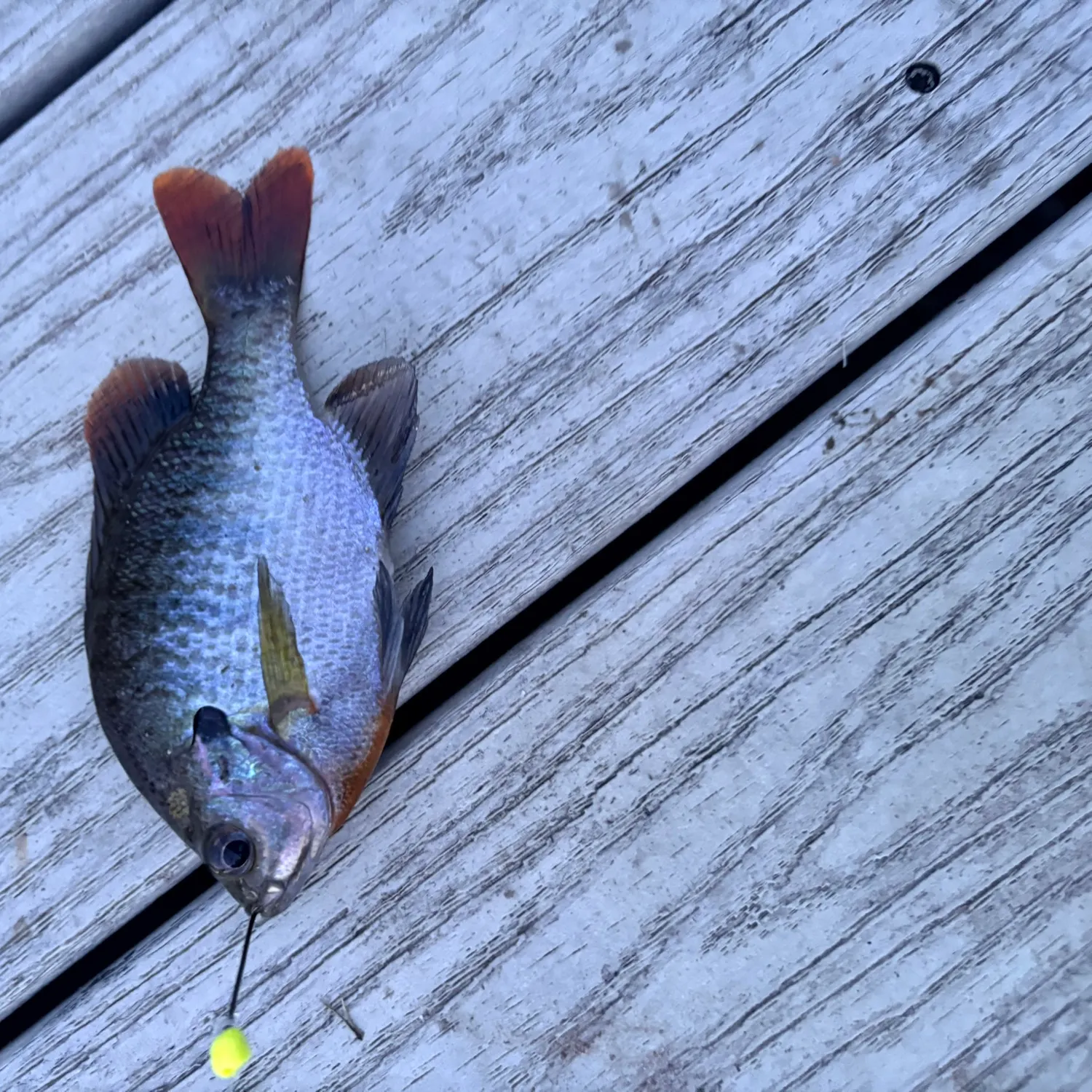 recently logged catches
