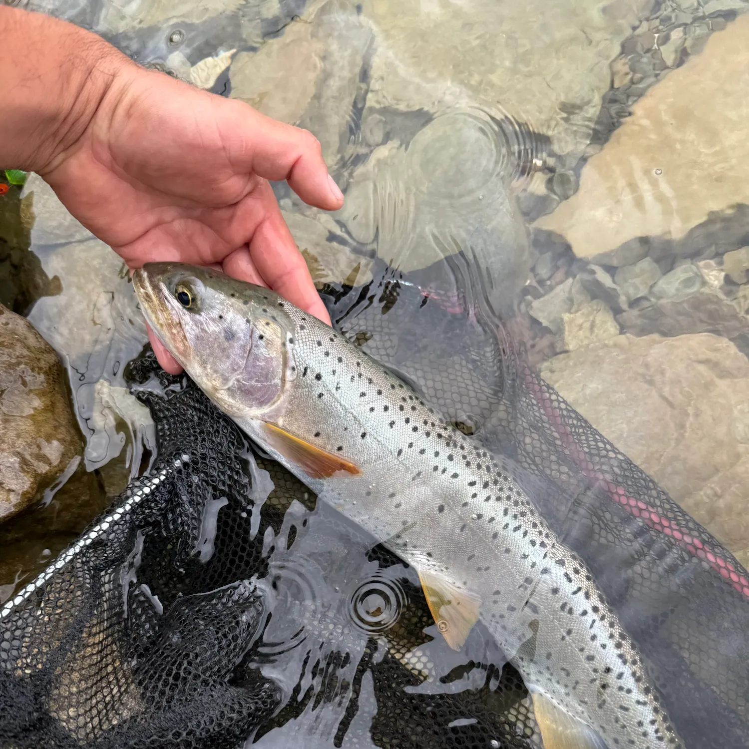 Cutthroat trout caught on Fishbrain