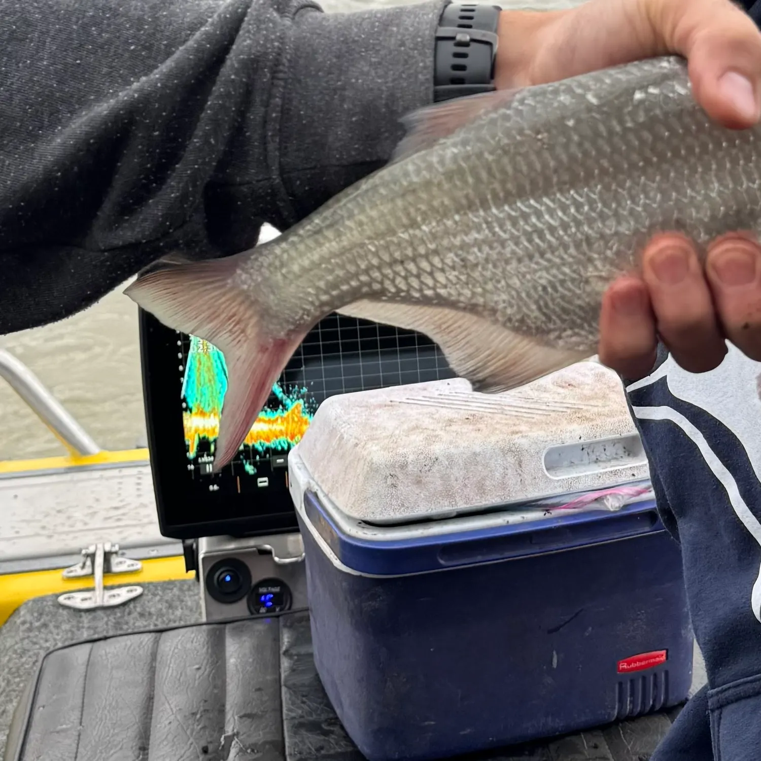 Goldeye caught on Fishbrain