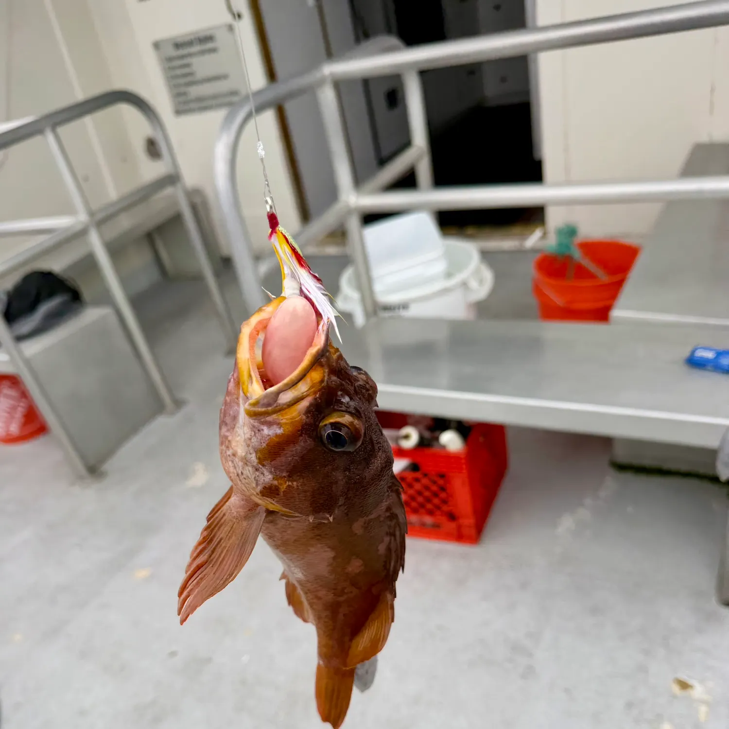 The most recent Copper rockfish catches on Fishbrain