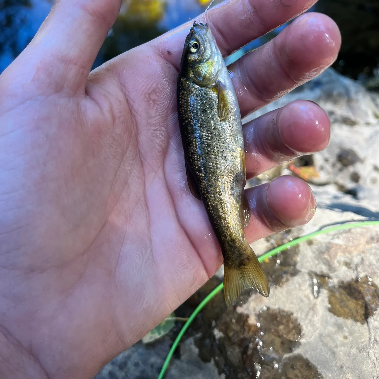 The most recent Arroyo chub catches on Fishbrain