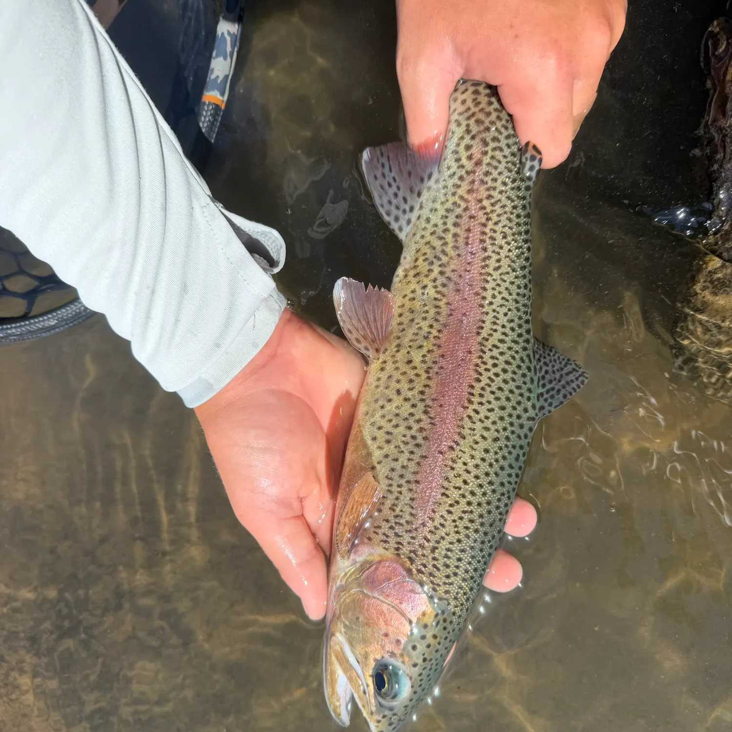 The most recent Great basin redband trout catches on Fishbrain