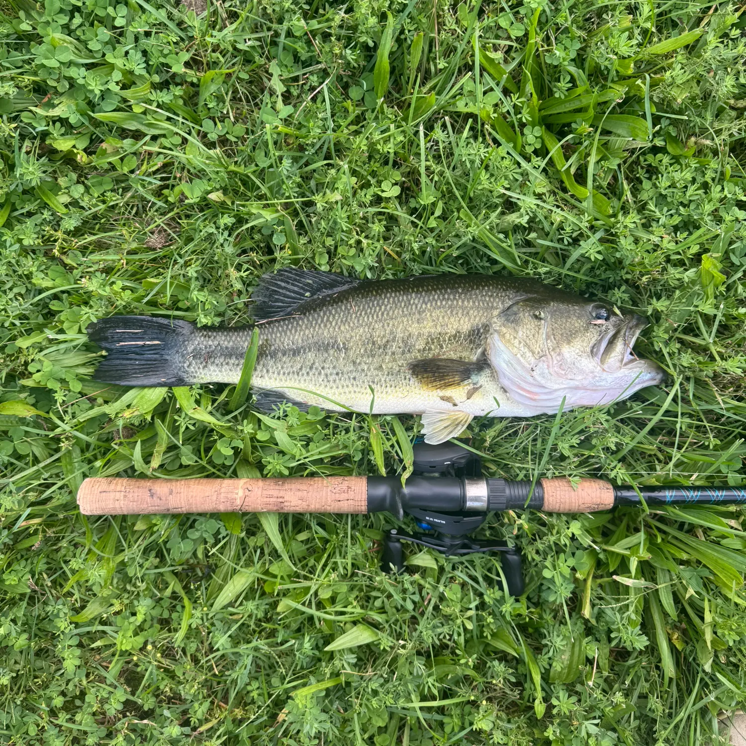 Largemouth bass caught on Fishbrain