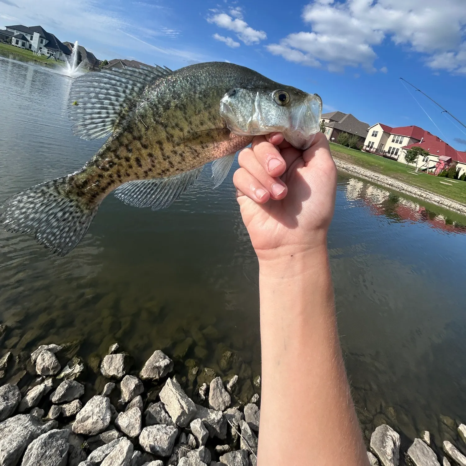 White crappie caught on Fishbrain