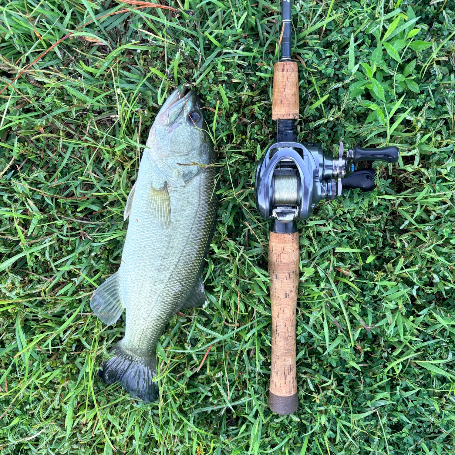 Largemouth bass caught on Fishbrain