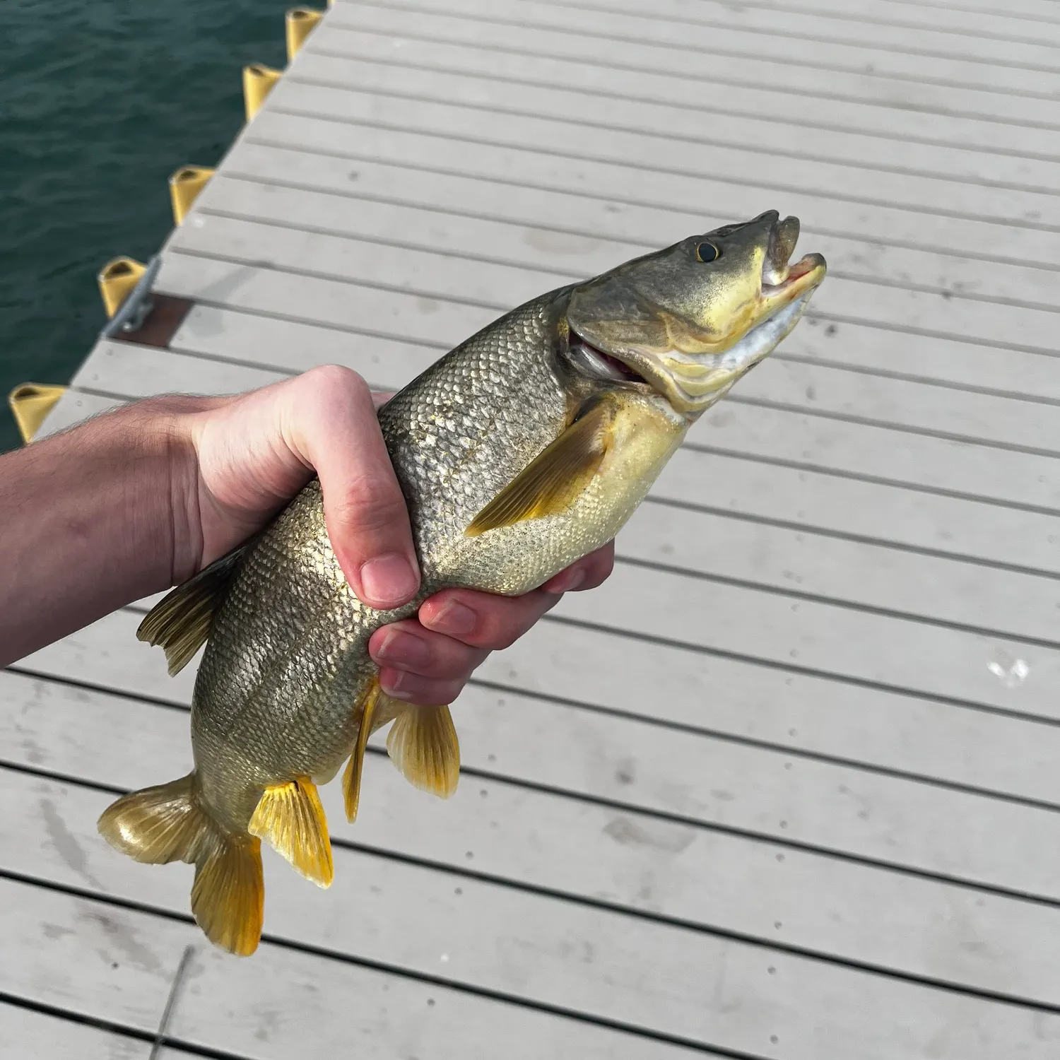 The most recent Northern pikeminnow catches on Fishbrain