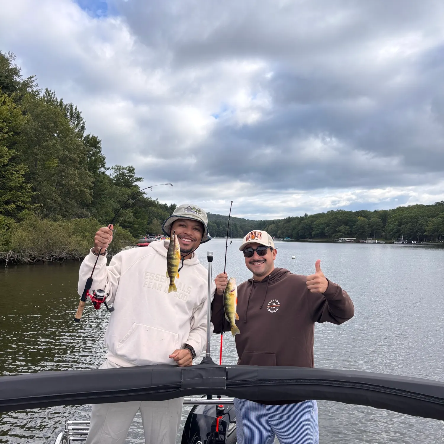 Yellow perch caught on Fishbrain