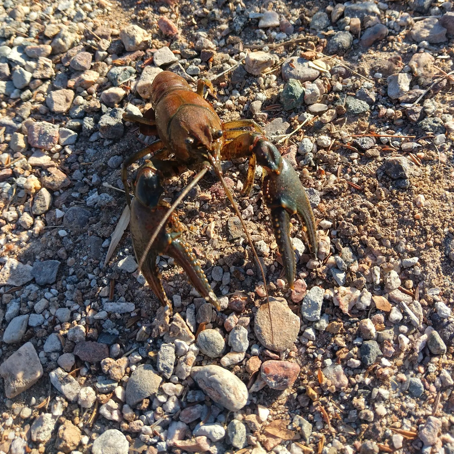 The most recent Signal crayfish catches on Fishbrain