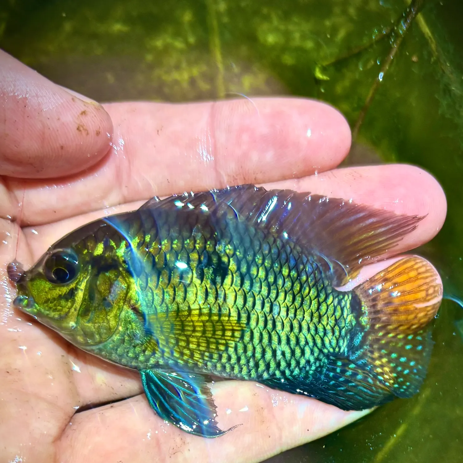 The most recent Dimerus cichlid catches on Fishbrain