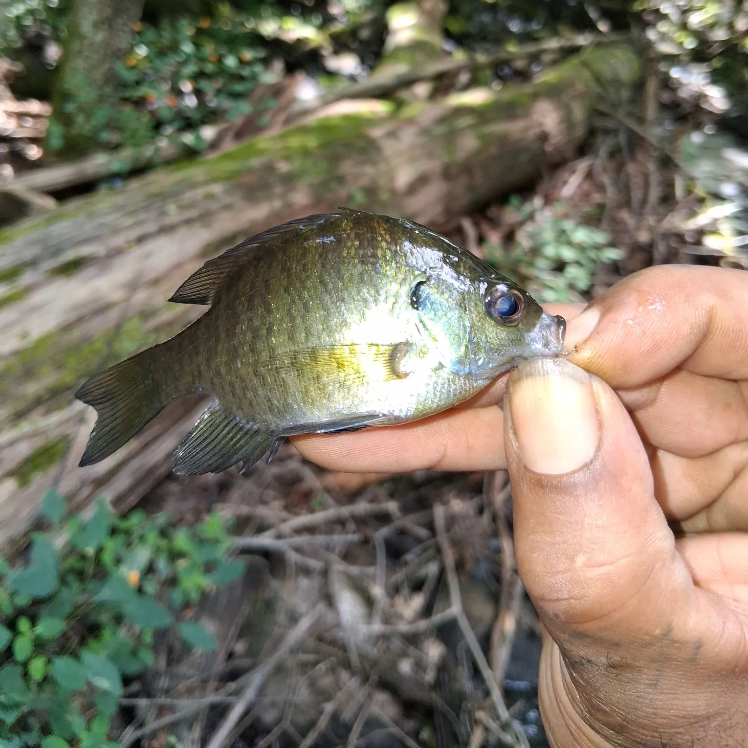 Bluegill caught on Fishbrain