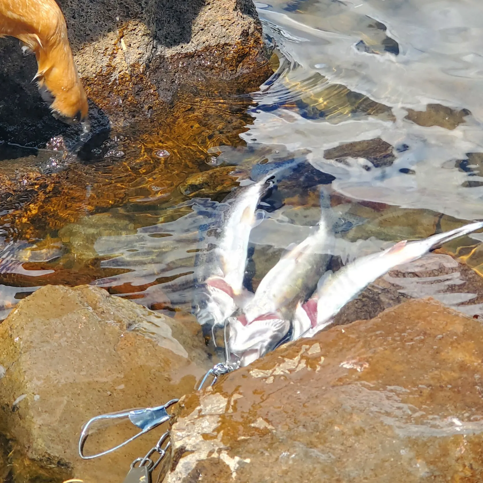 Rainbow trout caught on Fishbrain