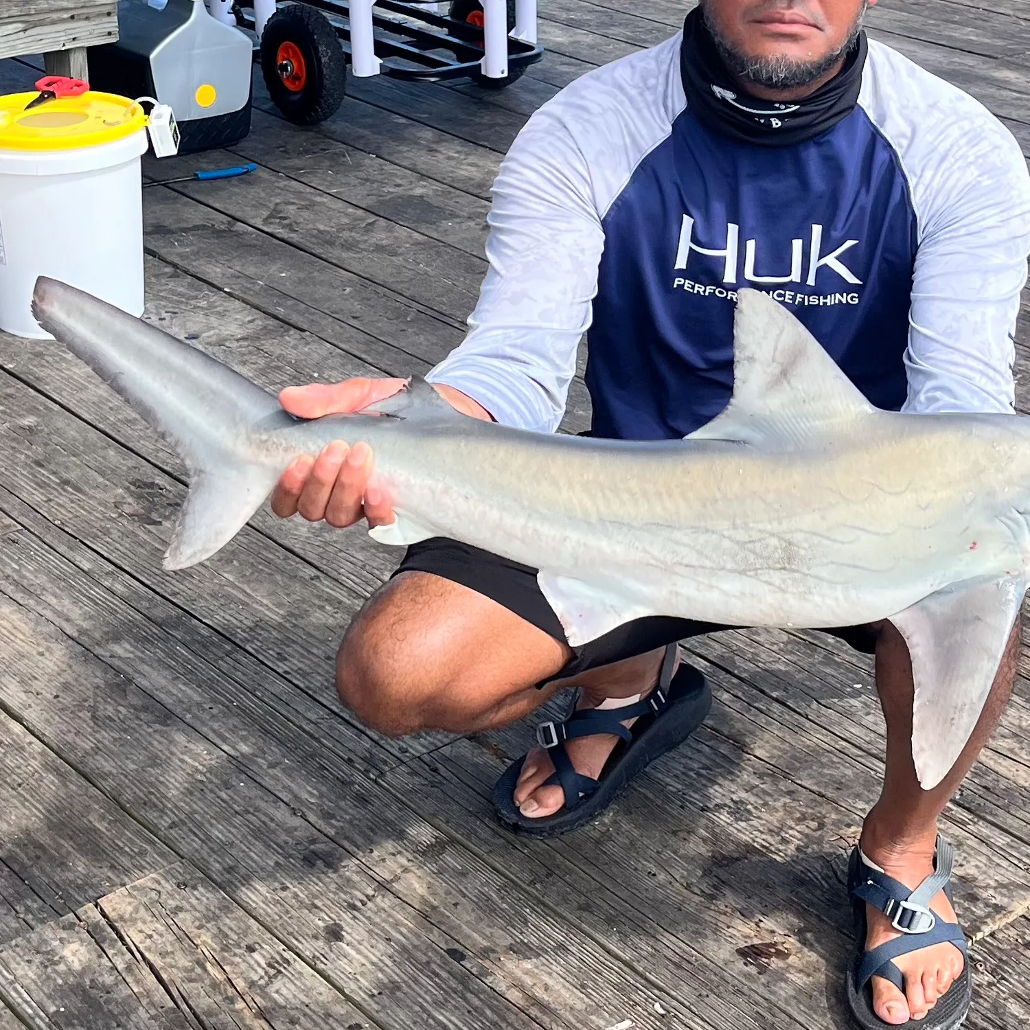 The most recent Finetooth shark catches on Fishbrain
