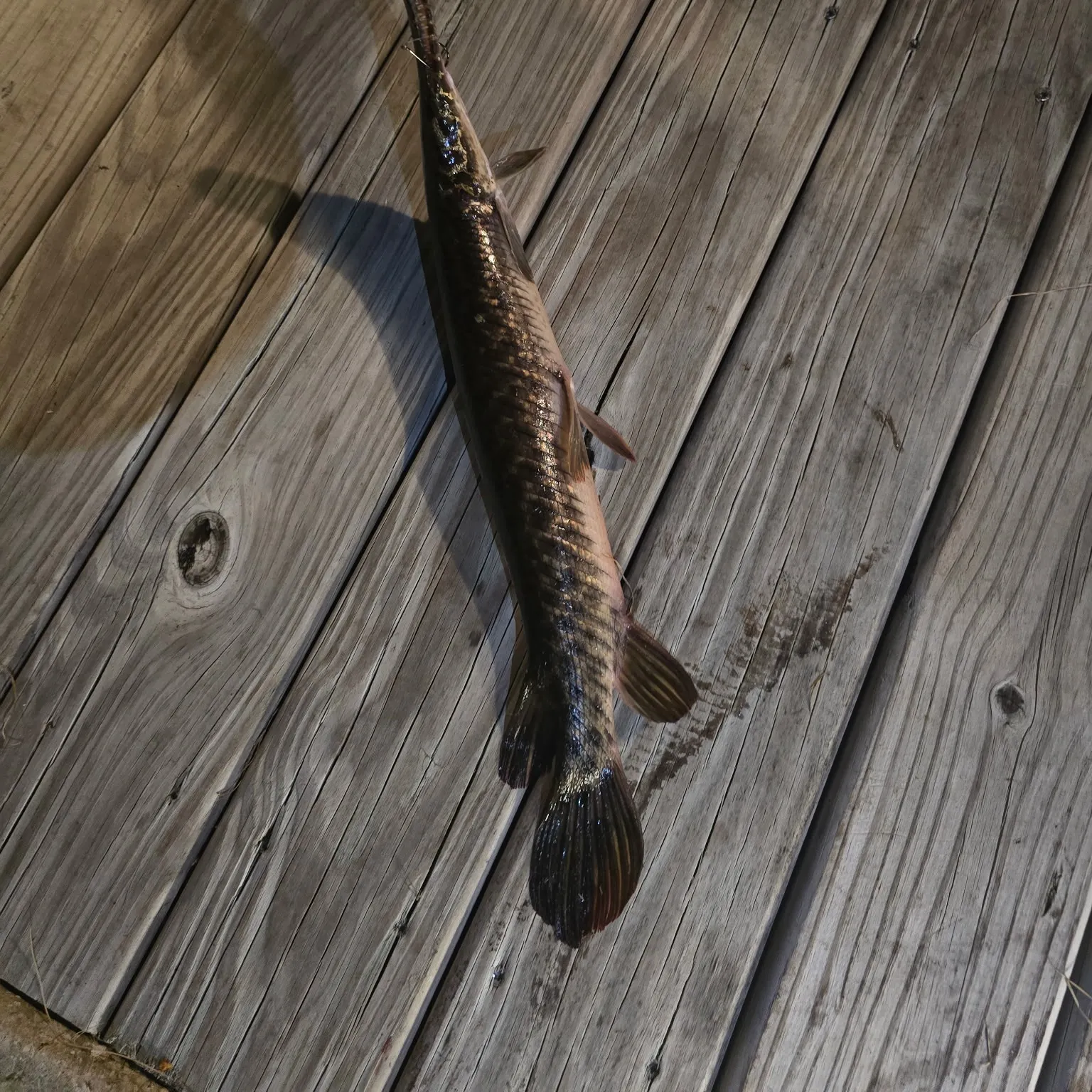 The most recent Spotted gar catches on Fishbrain