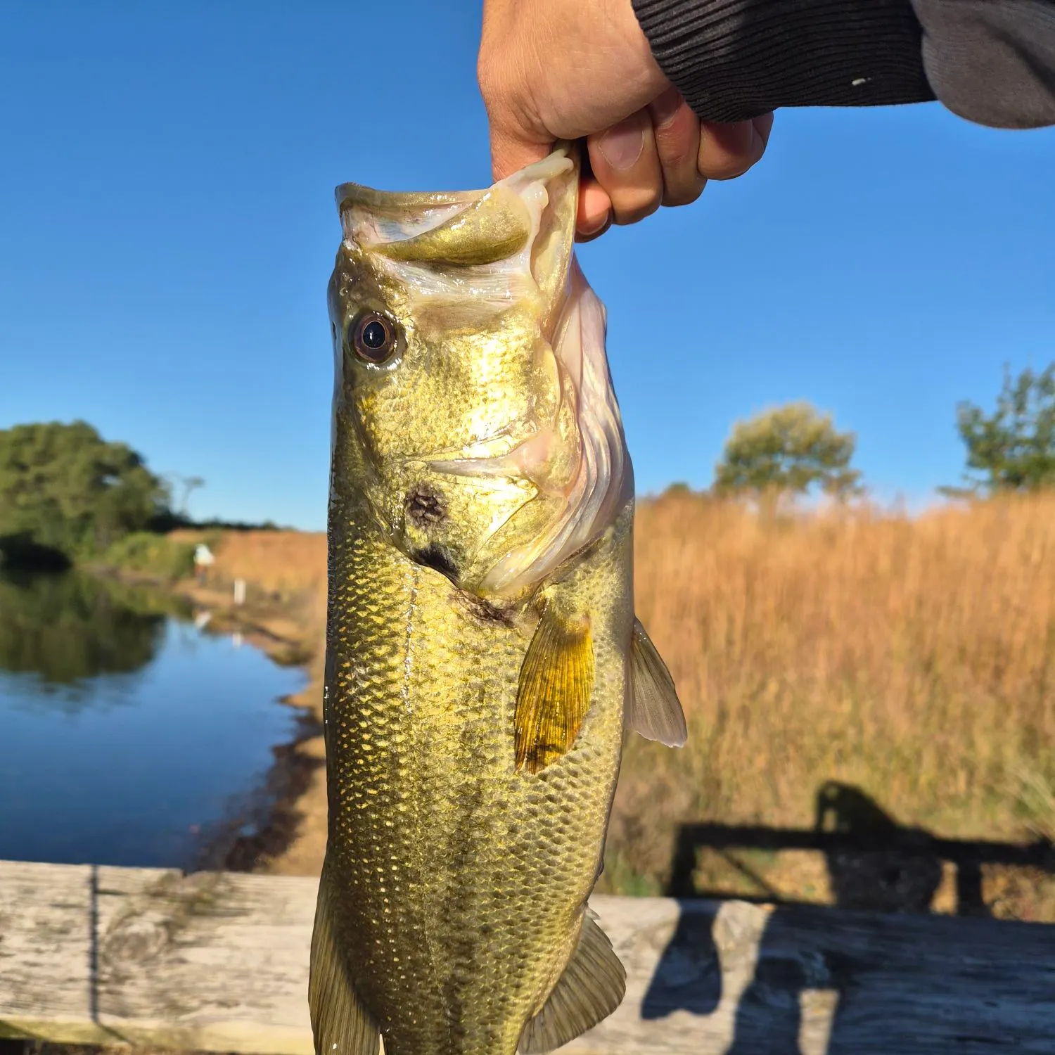 Largemouth bass caught on Fishbrain