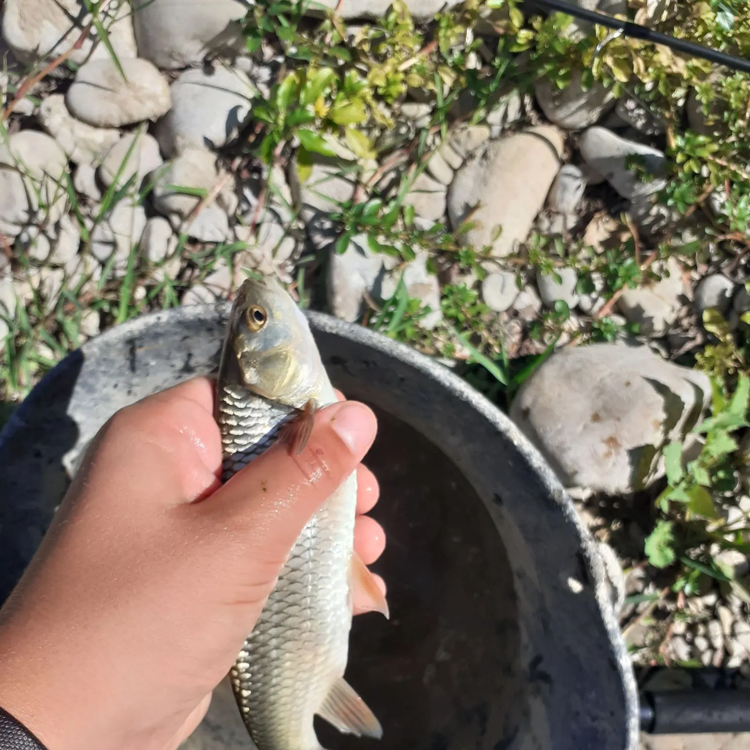 European chub caught on Fishbrain