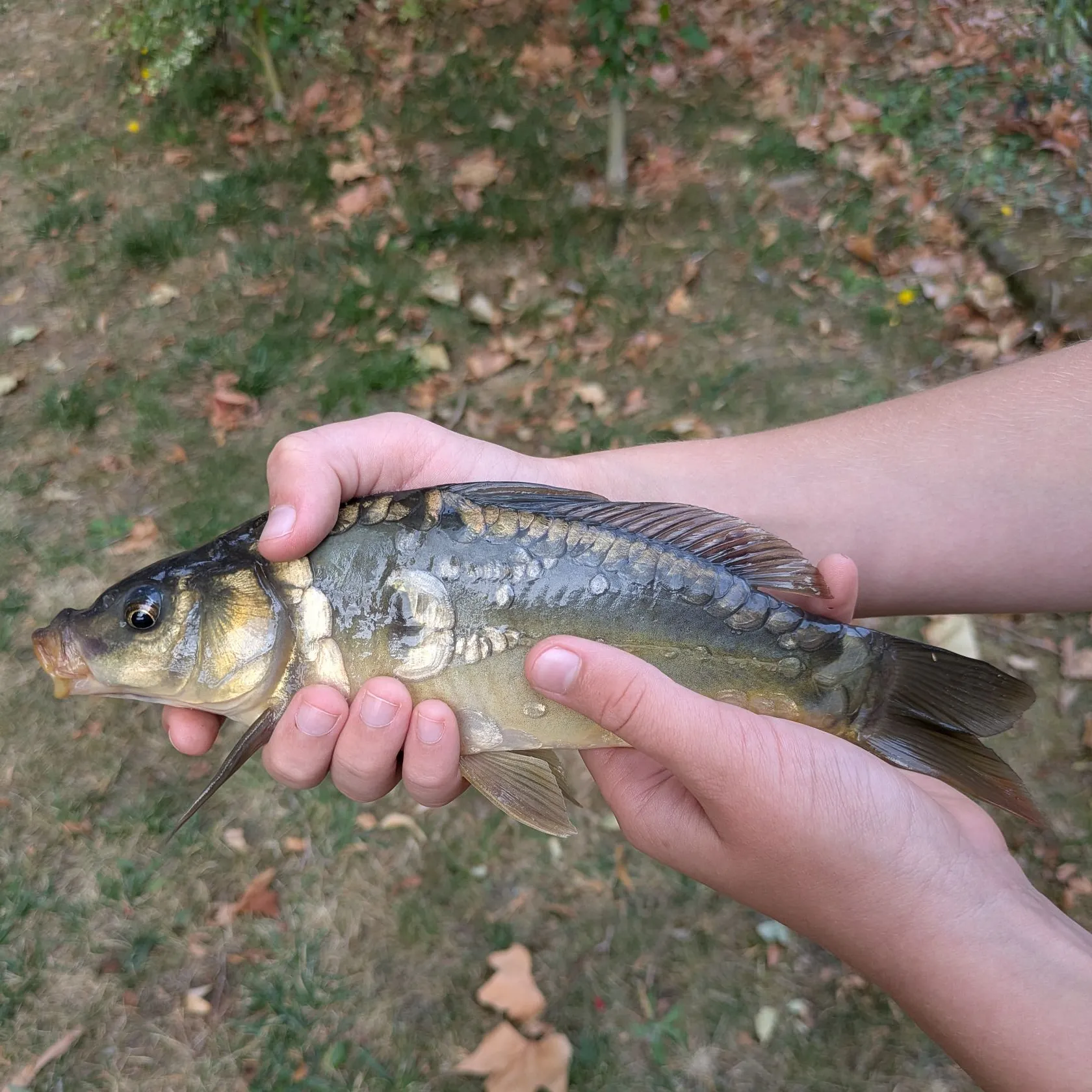 The most recent Mirror carp catches on Fishbrain