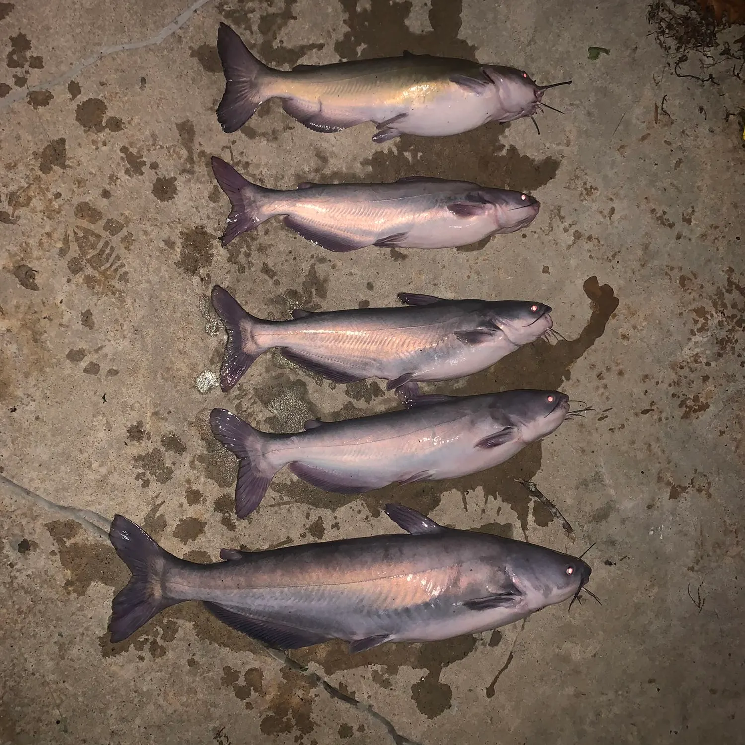 recently logged catches