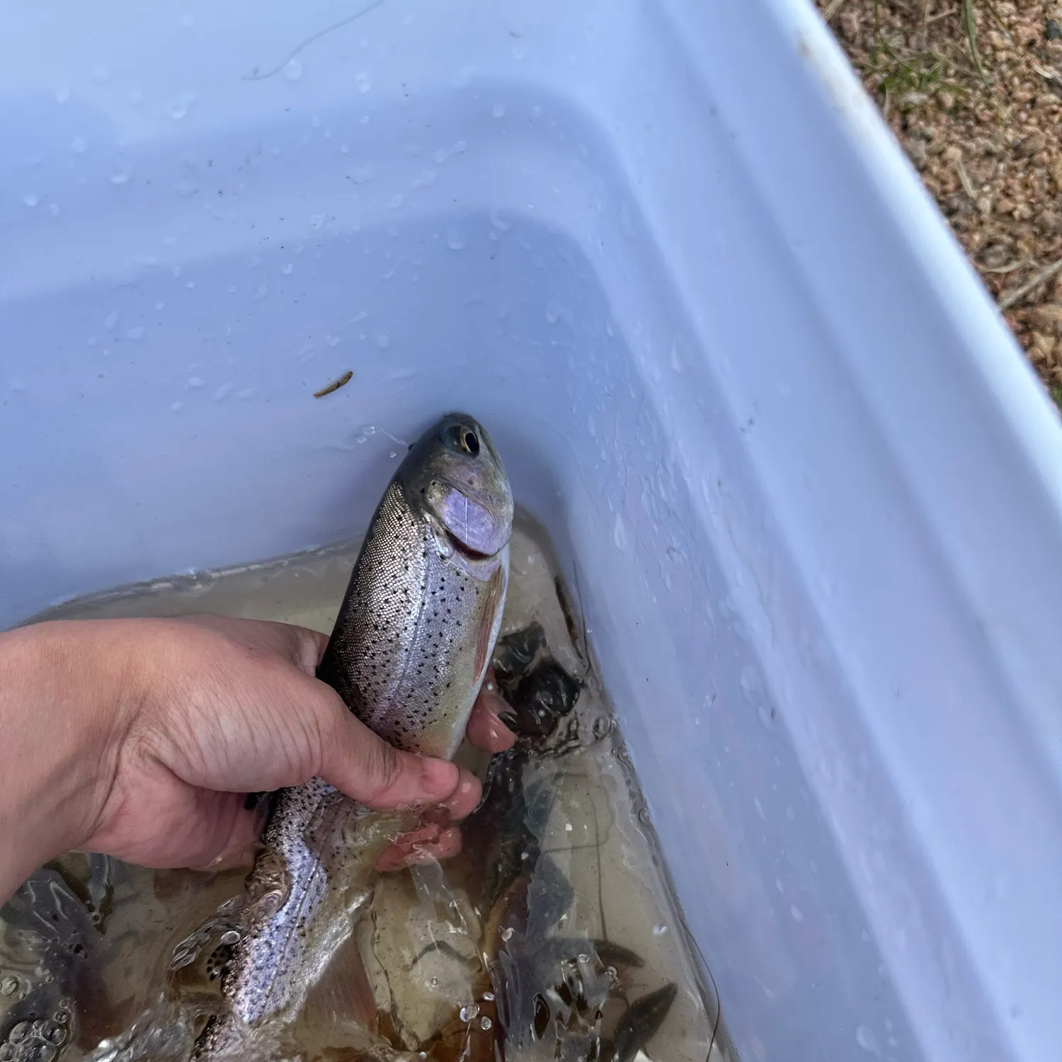 Rainbow trout caught on Fishbrain
