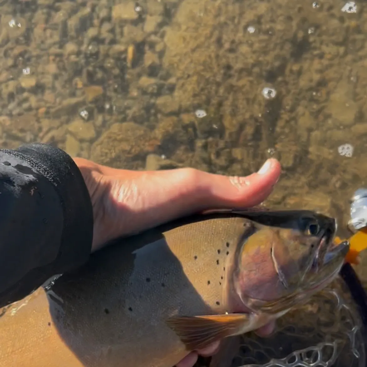 The most recent Rio Grande cutthroat trout catches on Fishbrain