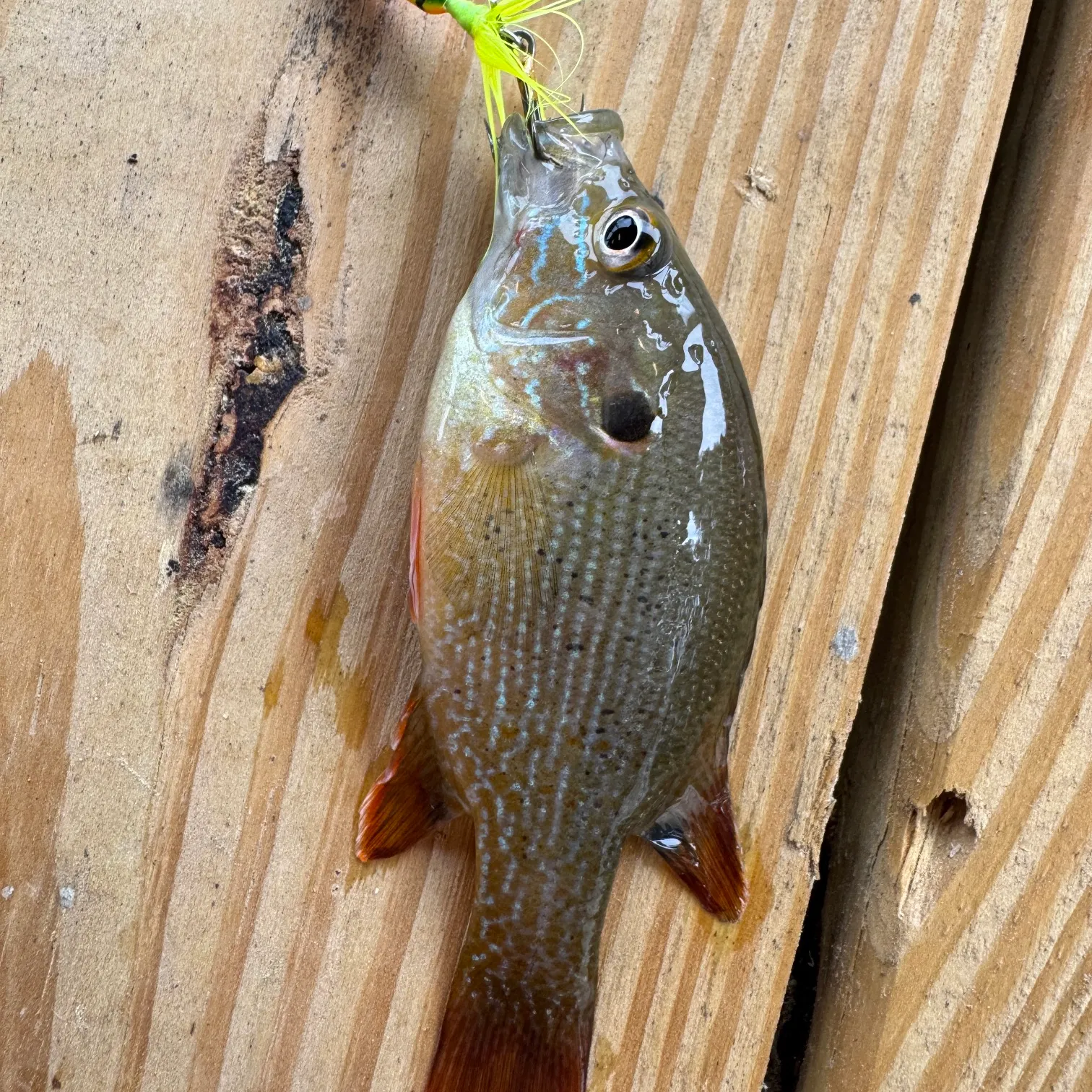recently logged catches