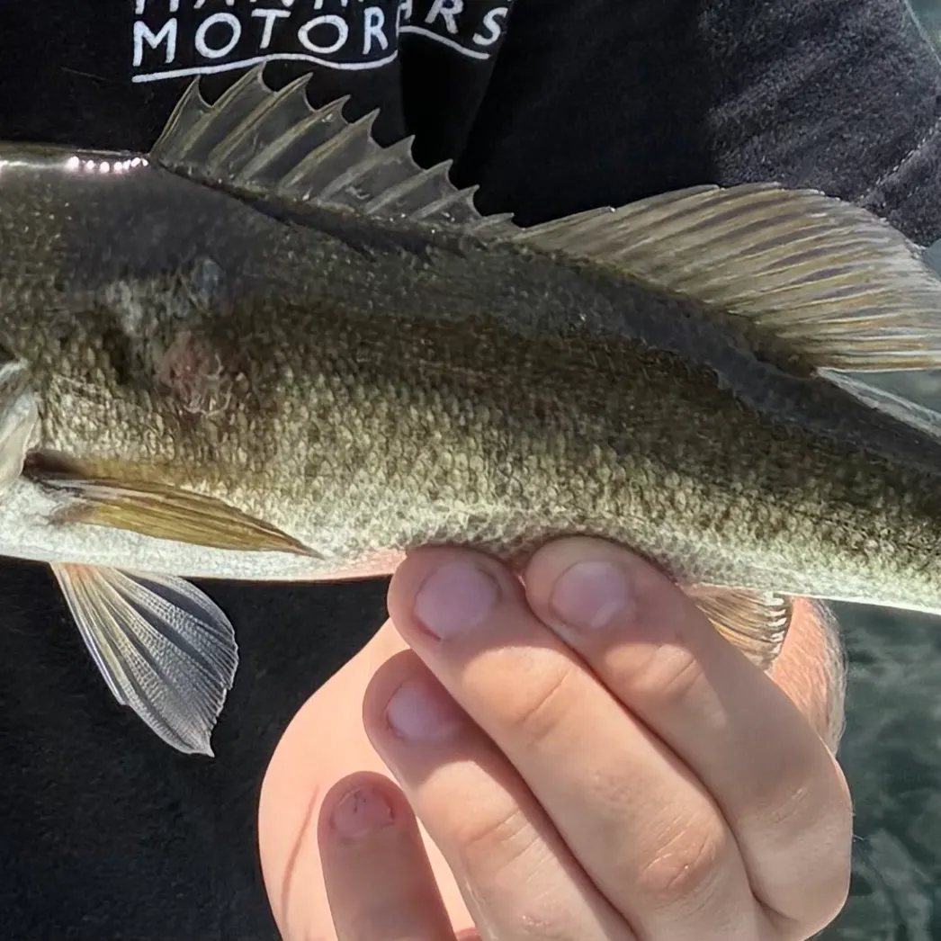 Florida bass caught on Fishbrain