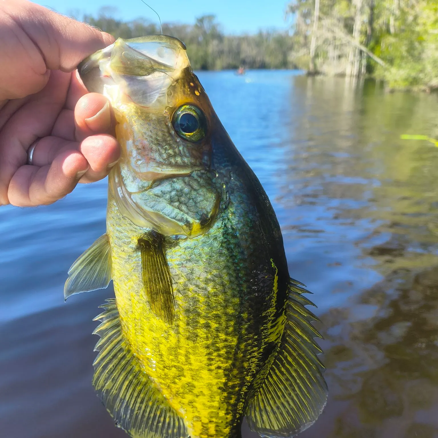 Black crappie caught on Fishbrain