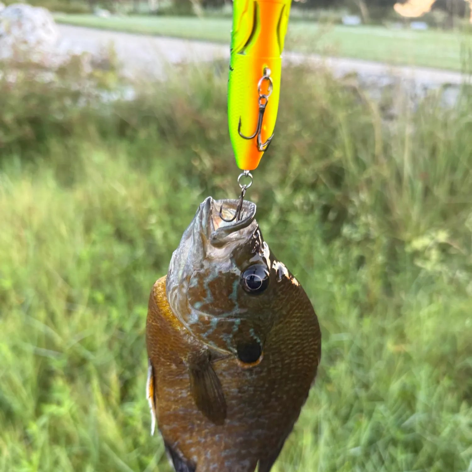 Bluegill caught on Fishbrain