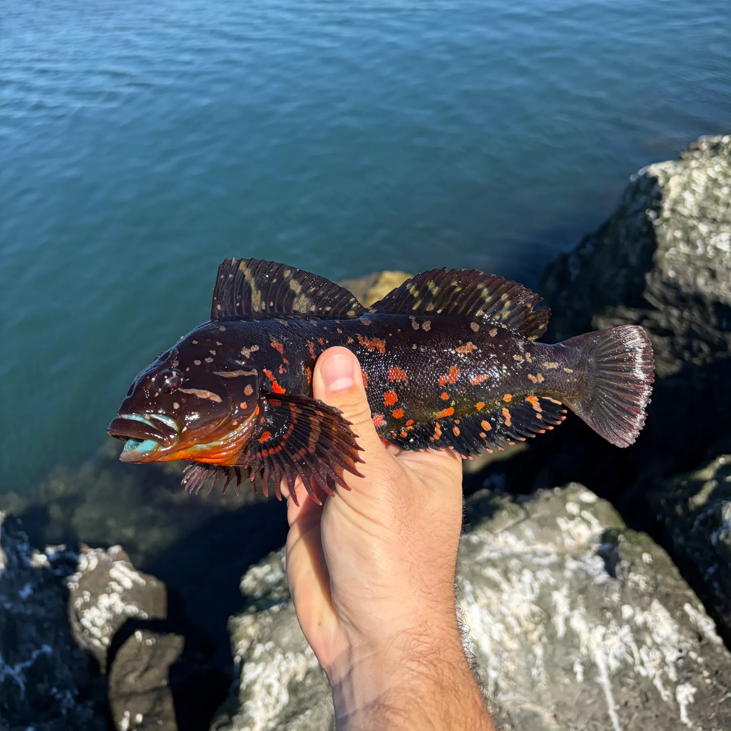 The most recent Rock greenling catches on Fishbrain