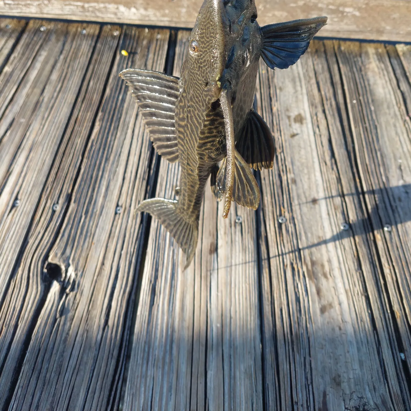 The most popular recent Snow Pleco catch on Fishbrain