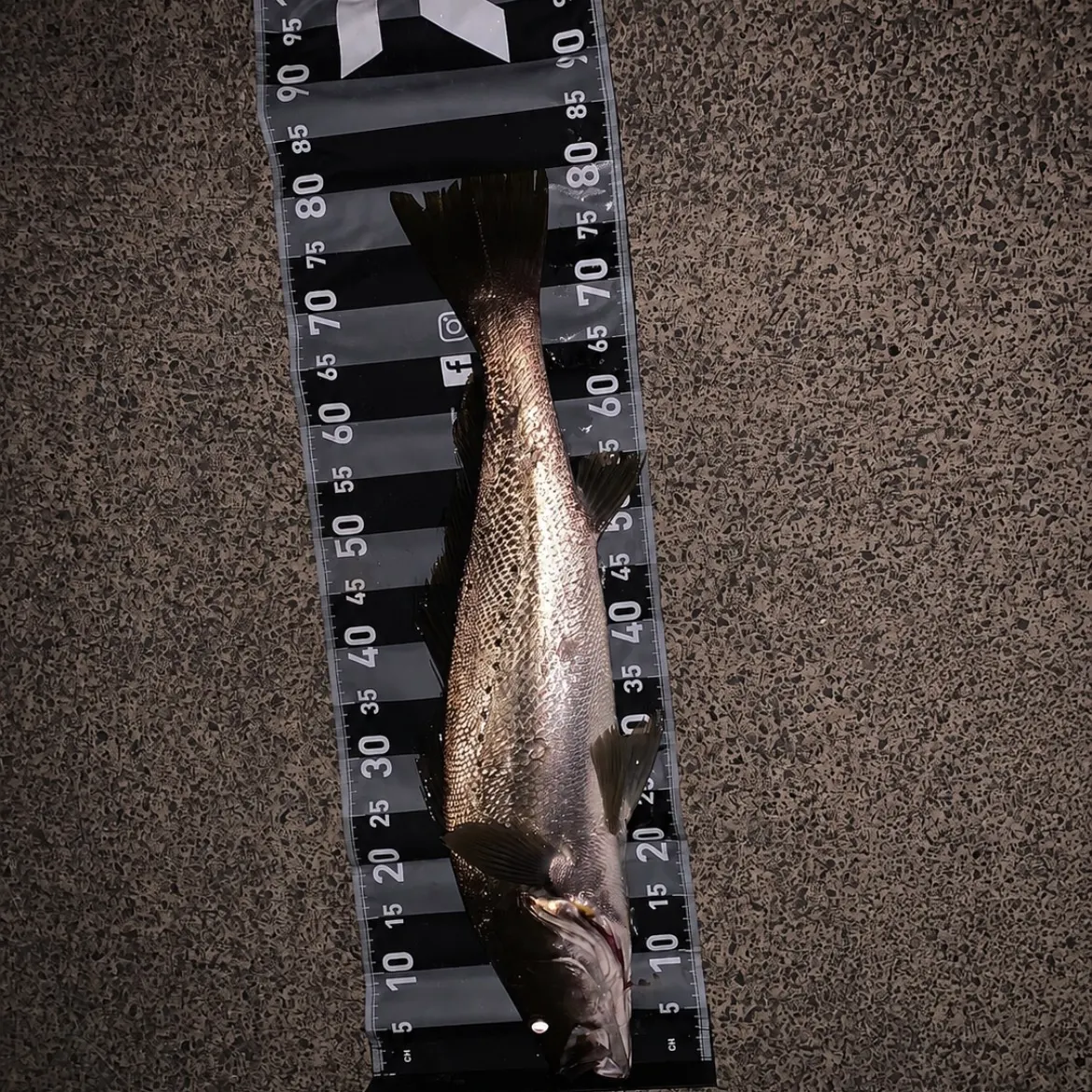 The most recent Japanese meagre catches on Fishbrain