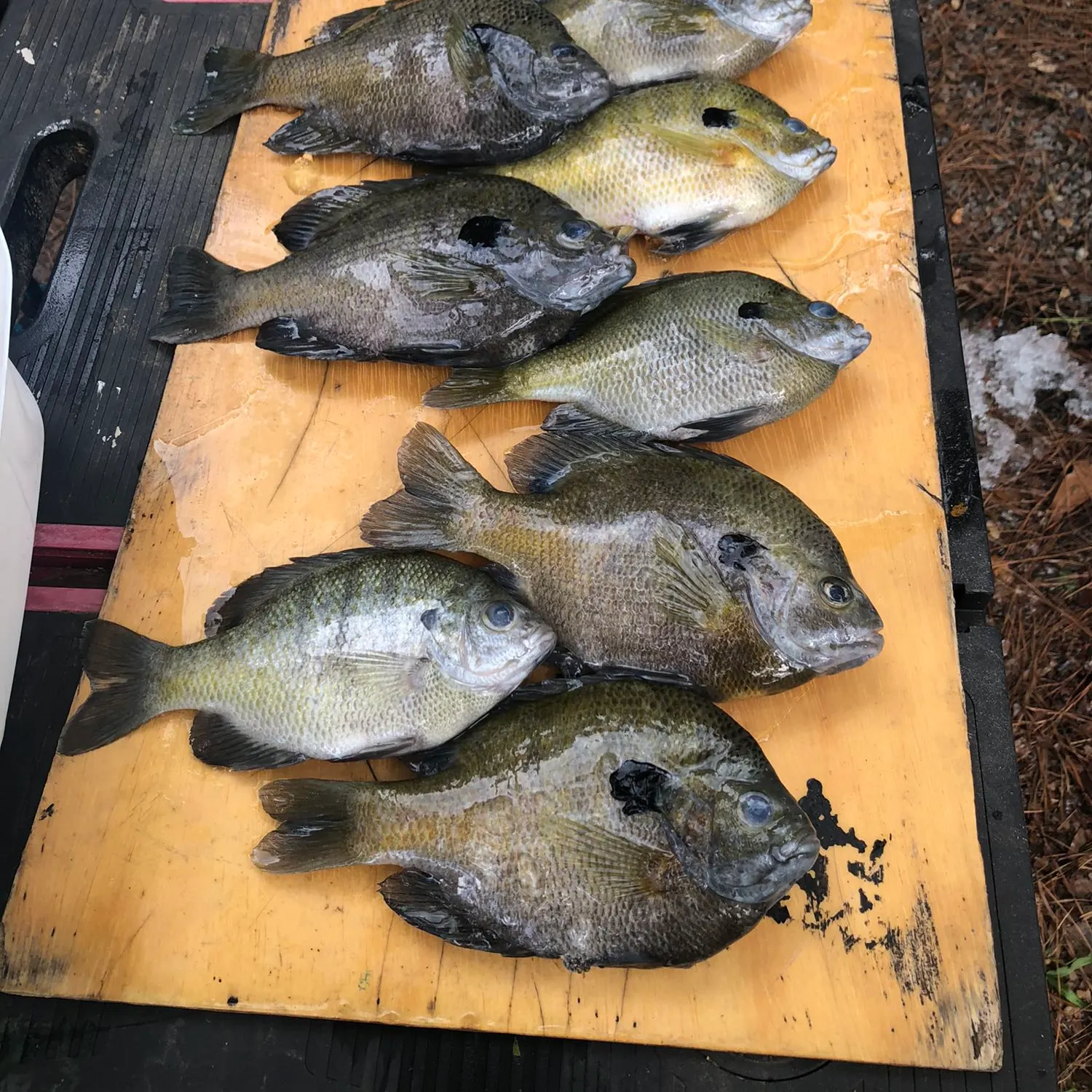 recently logged catches