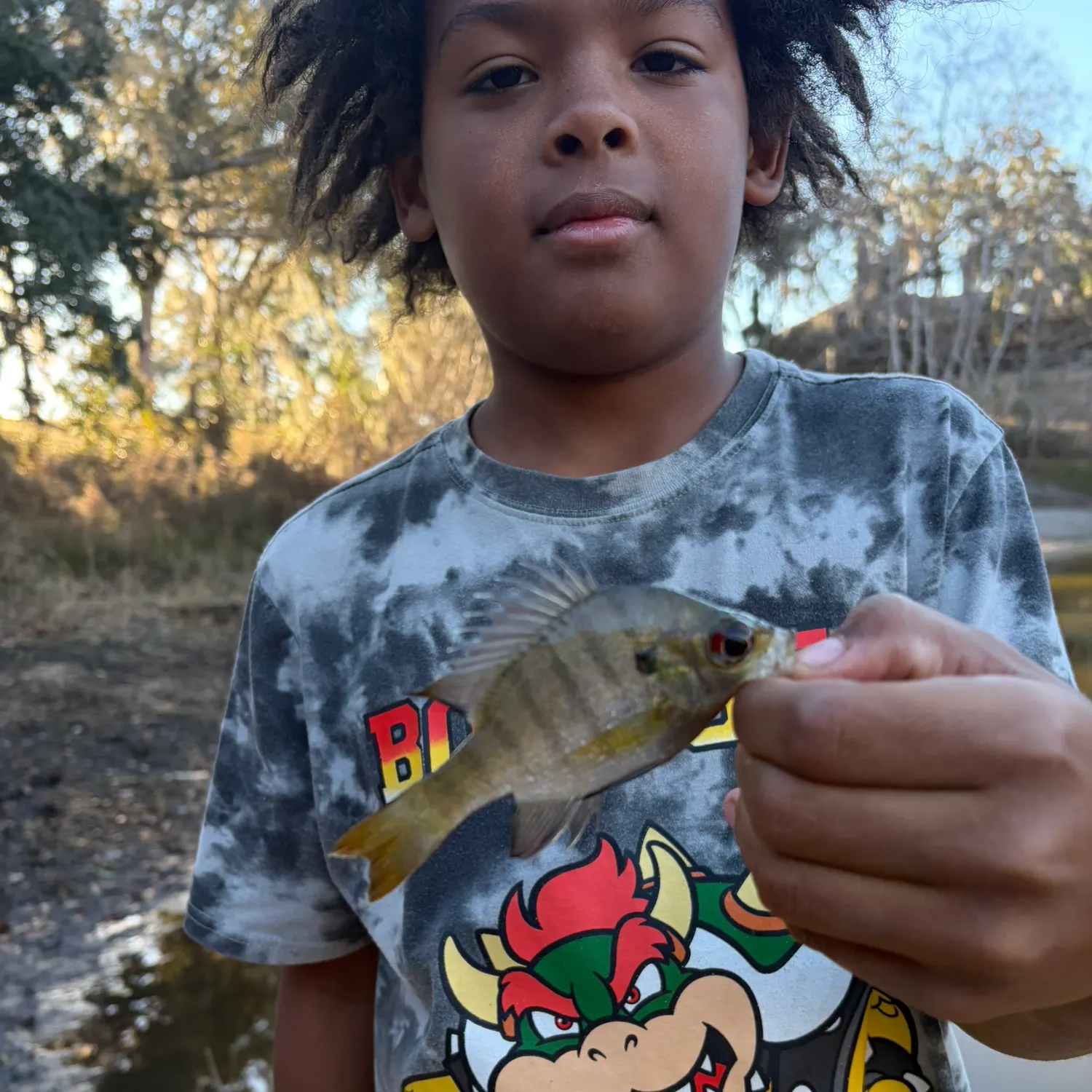 The most recent Coppernose bluegill catches on Fishbrain