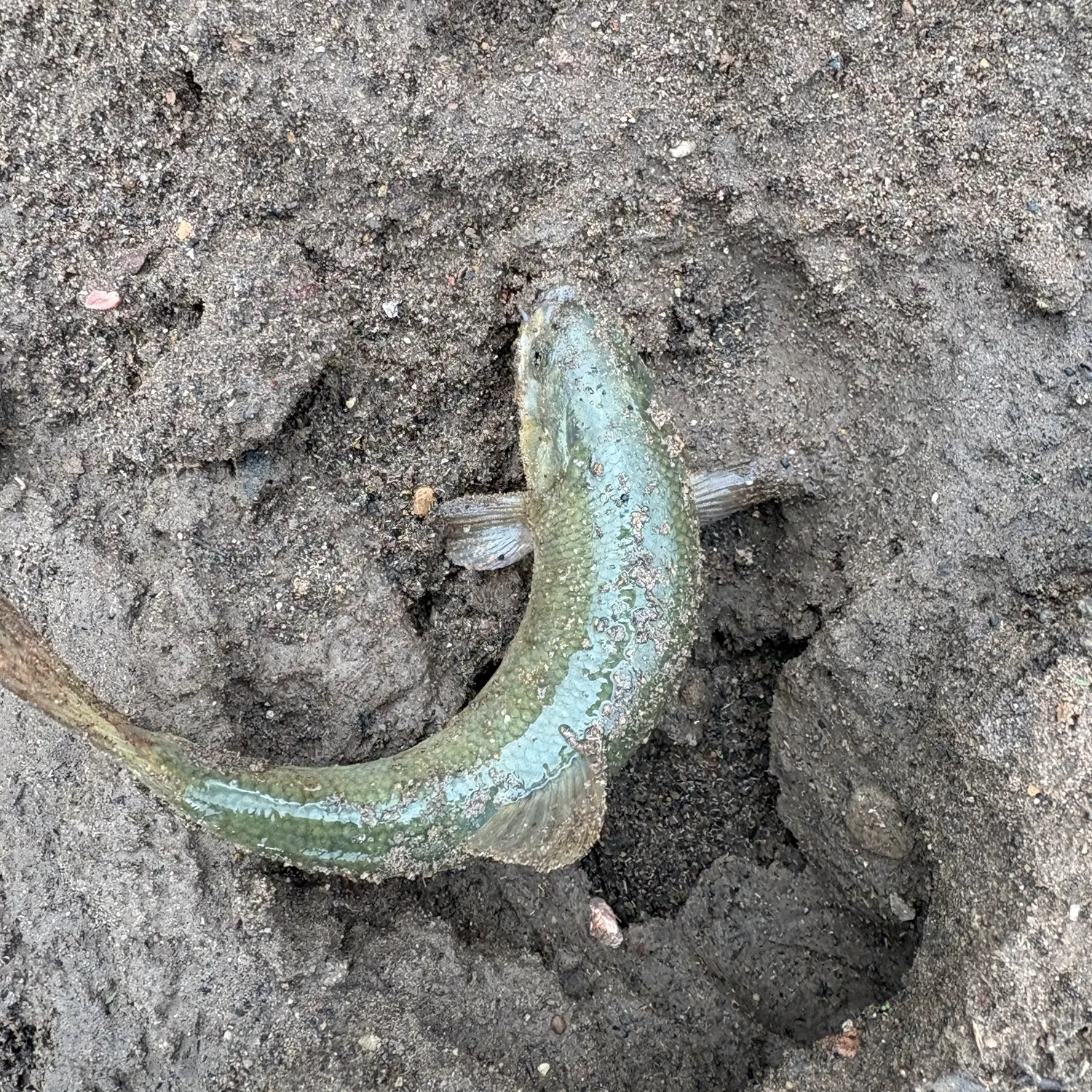 The most recent Utah chub catches on Fishbrain