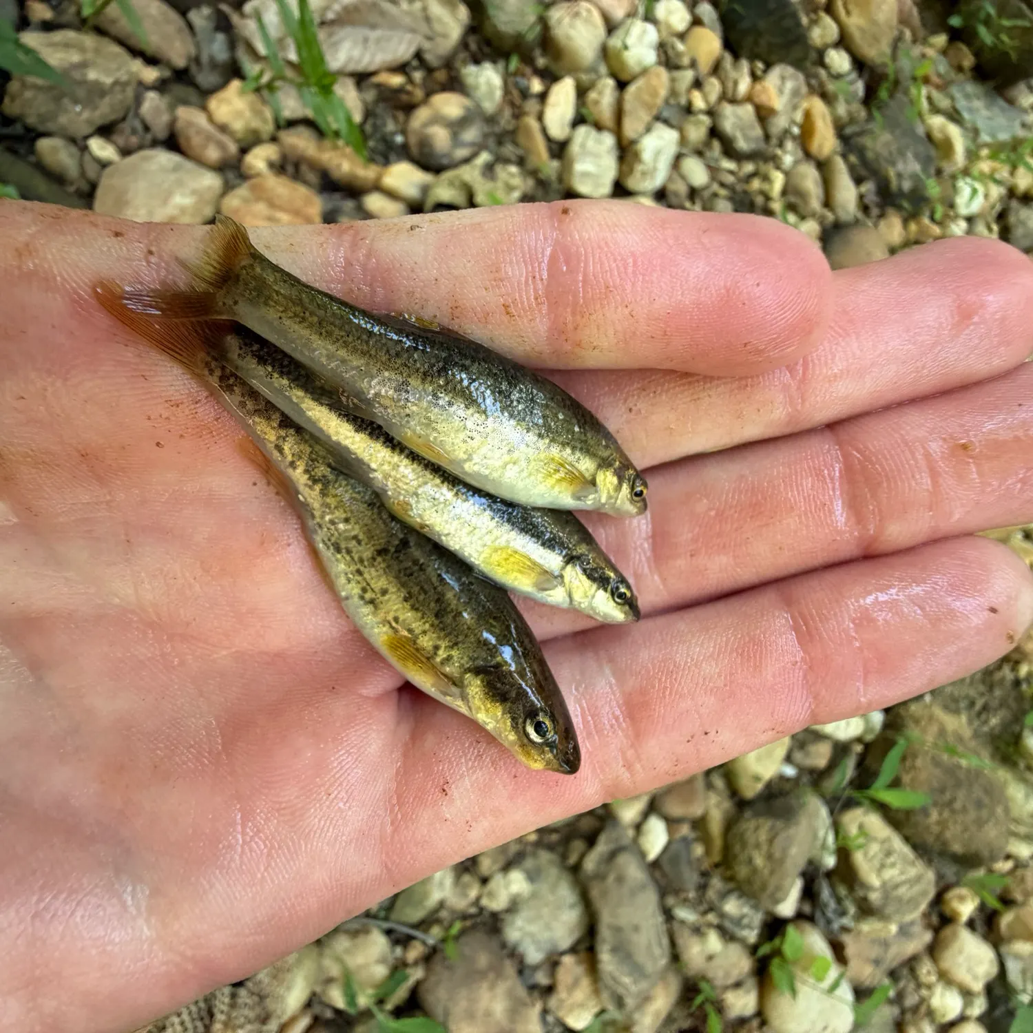 The most recent Eastern blacknose dace catches on Fishbrain