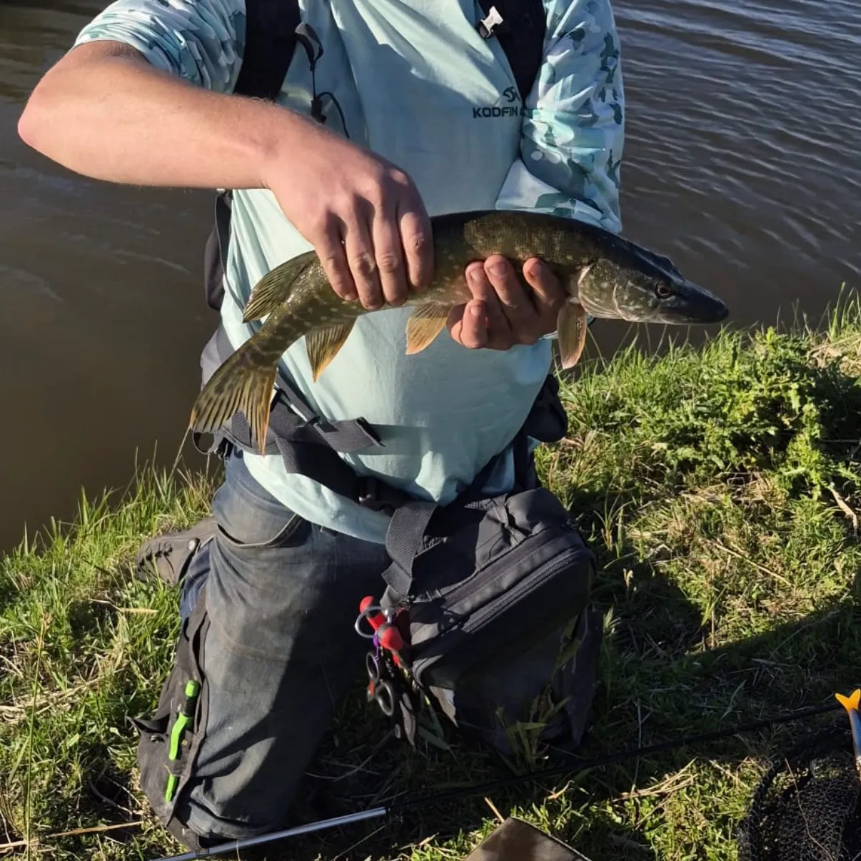 Northern pike caught on Fishbrain